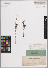 Foto von Salix eleagnos Scop.